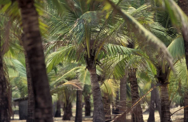 Palmy Pláži Krajinou Pobřežím Městě Vagator Provincii Goa Indii Indie — Stock fotografie
