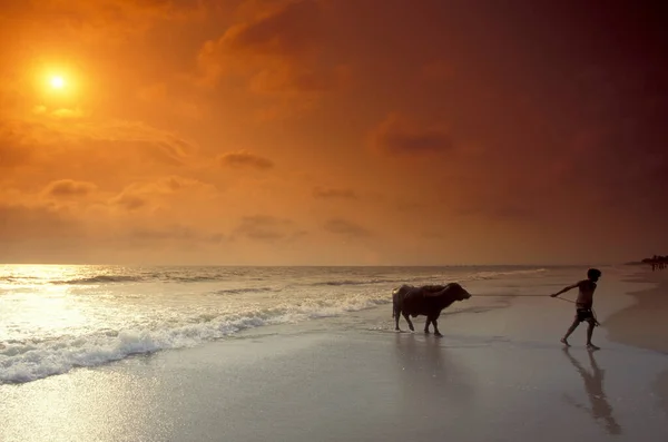 Fazendeiro Com Seu Buffalo Uma Praia Arenosa Com Paisagem Costa — Fotografia de Stock