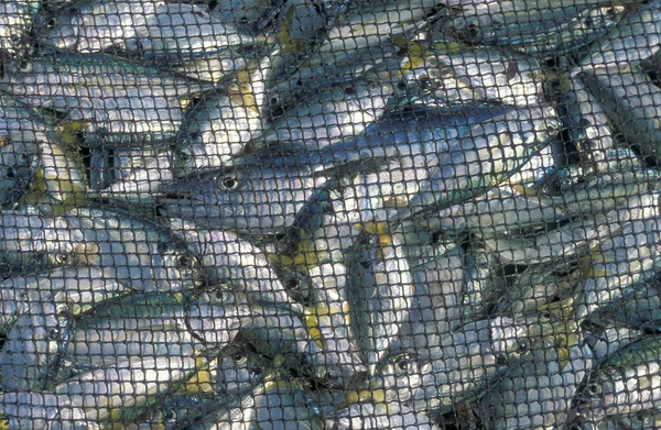 Frisk Fisk Fiskemarked Ved Strand Fiskerby Kysten Ved Colva Provinsen - Stock-foto