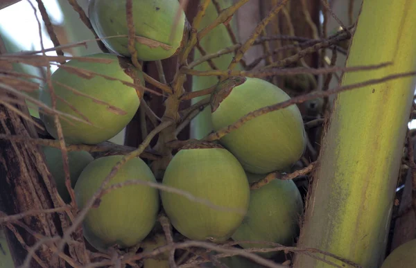 Kokosnöt Ett Palmträd Vid Strand Med Landskap Och Kust Staden — Stockfoto