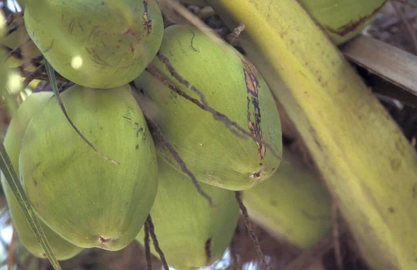 Kokosnöt Ett Palmträd Vid Strand Med Landskap Och Kust Staden — Stockfoto
