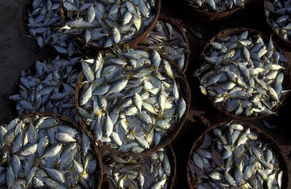 1996年4月インド ゴア州 ゴア州 コルバ島沿岸の漁村のビーチでの魚市場での新鮮な魚 — ストック写真