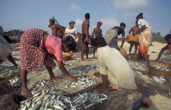 Fischer Sortieren Den Frischen Fisch Und Verkaufen Ihn Strand Eines — Stockfoto