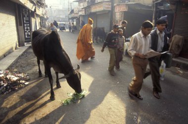 Delhi 'nin eski bir kasabası olan Delhi' deki insanlar ve kutsal inekler. Hindistan, Delhi, Şubat 1998