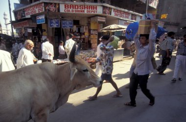 Delhi 'nin eski bir kasabası olan Delhi' deki insanlar ve kutsal inekler. Hindistan, Delhi, Şubat 1998