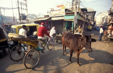 Delhi 'nin eski bir kasabası olan Delhi' deki insanlar ve kutsal inekler. Hindistan, Delhi, Şubat 1998