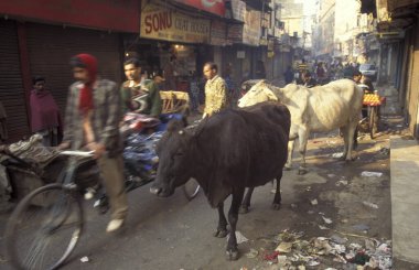 Delhi 'nin eski bir kasabası olan Delhi' deki insanlar ve kutsal inekler. Hindistan, Delhi, Şubat 1998