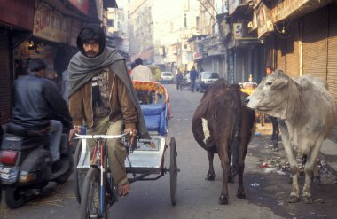 Delhi 'nin eski bir kasabası olan Delhi' deki insanlar ve kutsal inekler. Hindistan, Delhi, Şubat 1998