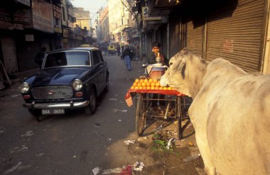 Delhi 'nin eski bir kasabası olan Delhi' deki insanlar ve kutsal inekler. Hindistan, Delhi, Şubat 1998
