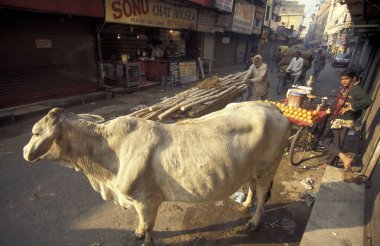 Delhi 'nin eski bir kasabası olan Delhi' deki insanlar ve kutsal inekler. Hindistan, Delhi, Şubat 1998