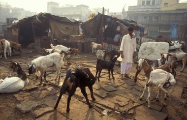 Hindistan 'ın Delhi şehrindeki Break Ramazan Festivali' nde keçiler ve müslümanlar. Hindistan, Delhi, Şubat 1998