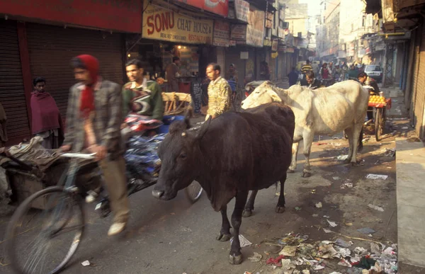 インドのデリーの旧市街の人々と聖なる牛 インド デリー 1998年2月 — ストック写真