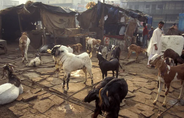 インドのデリーで開催されたブレーク ラマダーン フェストでは ヤギとイスラム教徒が参加しました インド デリー 1998年2月 — ストック写真