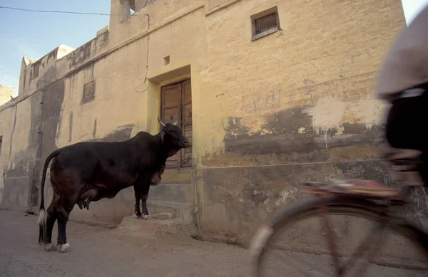 Hindistan 'da Mumbai şehir merkezinde trafiği olan bir pazar ve yolda kutsal bir inek. Hindistan, Mumbai, Mart 1998