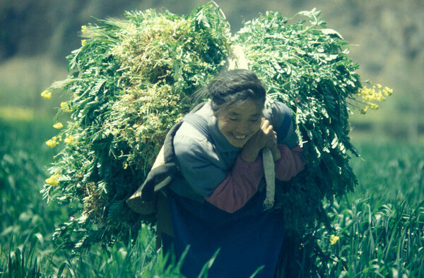 a farming women on a field  at the Town of Dali on the Er Hai Lake in the province of Yunnan in China in east asia.  China, Yunnan, April, 1996