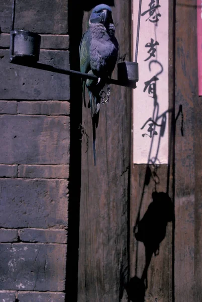 1996年2月3日 東アジアの中国雲南省麗江の旧市街にある小さな路地 中国雲南省1996年3月 — ストック写真