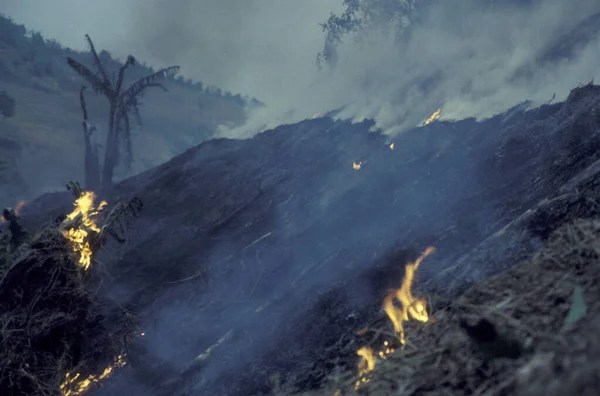 Вогонь Кішка Спалювання Землі Сільського Господарства Поблизу Міста Менгай Провінції — стокове фото
