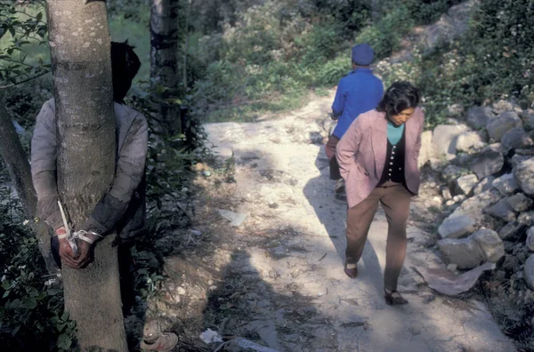 Homem Amarrado Acima Uma Árvore Uma Floresta Perto Cidade Mengshi — Fotografia de Stock