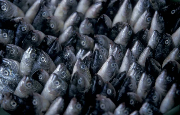 Fresh Fish Fishmarket City Mindelo Island Sao Pedro Cape Verde — Stock Photo, Image