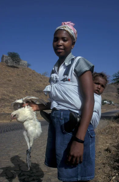 アフリカのカーボベルデ諸島のサンティアゴ島のプライア市の食品市場で鶏を持つ女性 2000年5月サンチアゴのカーボベルデ — ストック写真