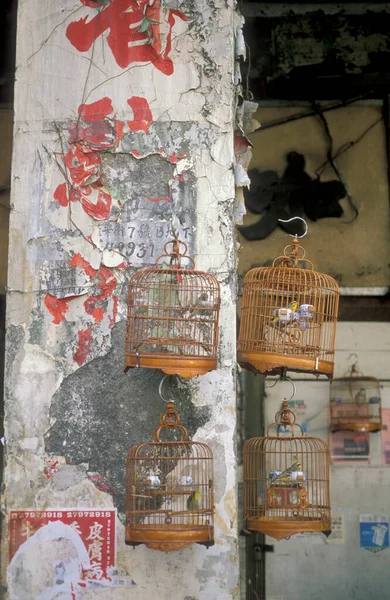 Mercado Tradicional Bird Marketsttreet Cidade Velha Kowloon Cidade Hongkong Hongkong — Fotografia de Stock
