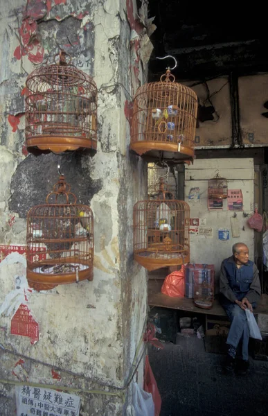 Mercado Tradicional Bird Marketsttreet Cidade Velha Kowloon Cidade Hongkong Hongkong — Fotografia de Stock