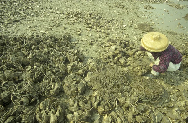 Frsh Meerwasser Auster Einer Austernfarm Und Auster Reef Dorf Pak — Stockfoto