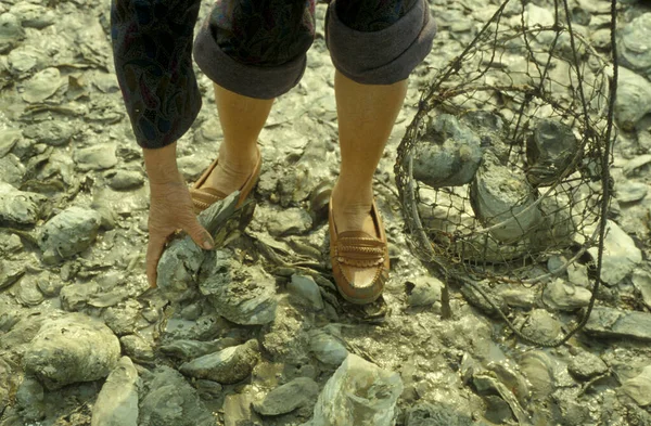 Frsh Seawater Oyster Uma Fazenda Oyster Oyster Reef Vila Pak — Fotografia de Stock