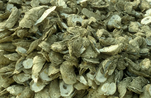 stock image frsh seawater Oyster at a Oyster farm and Oyster Reef in the Village of Pak Nai in Hongkong.  China, Hongkong, May, 1997