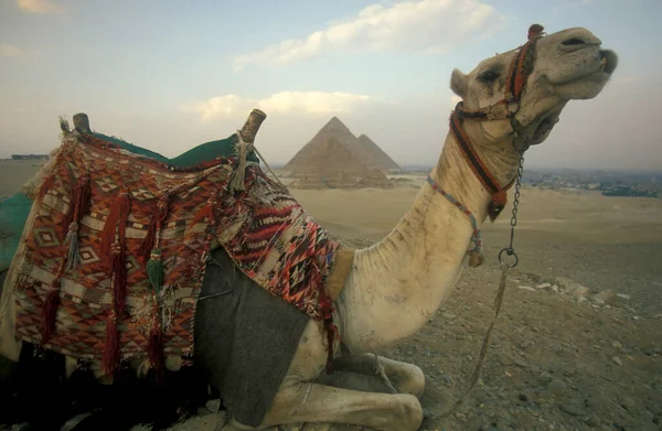 位于埃及首都开罗附近的北非 一名贝都因人在吉萨金字塔前拿着一个骆驼 2000年3月 — 图库照片
