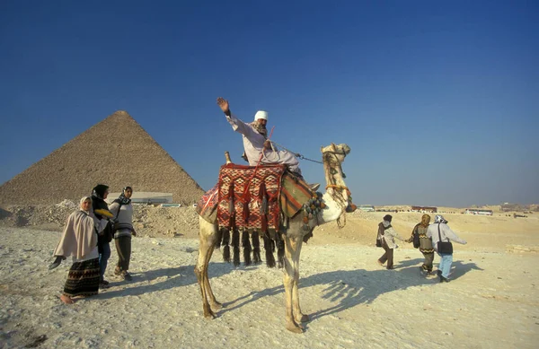 位于埃及首都开罗附近的北非 一名贝都因人在吉萨金字塔前拿着一个骆驼 2000年3月 — 图库照片