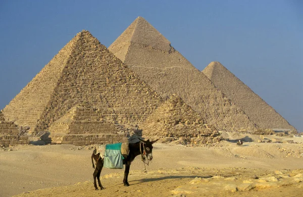 Піраміди Гізи Осликом Поблизу Міста Каїр Столиці Єгипту Півночі Африки — стокове фото