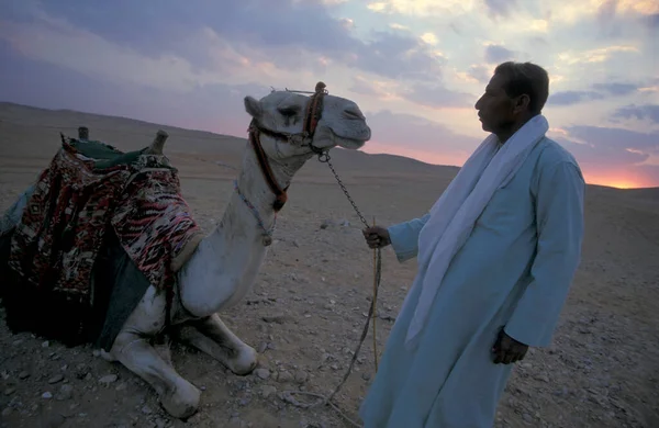 Hombre Beduino Con Camello Frente Las Pirámides Guiza Cerca Ciudad — Foto de Stock
