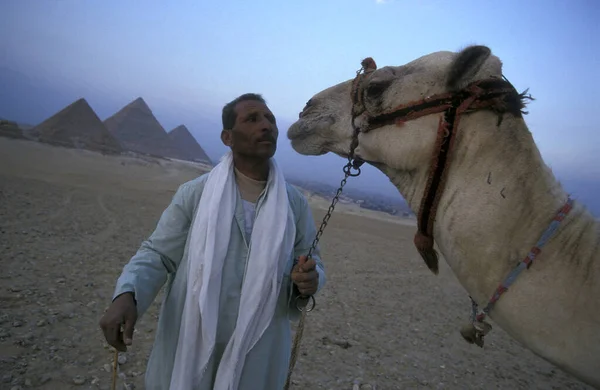 北アフリカのエジプトの首都カイロの近くのギザのピラミッドの前にカメルを持つベドウィン男性 エジプト カイロ 2000年3月 — ストック写真