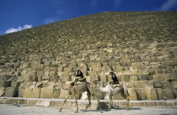 Αστυνομικοί Καμήλα Μπροστά Από Πυραμίδες Της Γκίζας Κοντά Στην Πόλη — Φωτογραφία Αρχείου