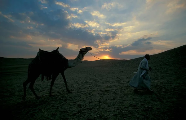 Beduíno Homens Com Camelo Frente Pirâmides Giza Perto Cidade Cairo — Fotografia de Stock