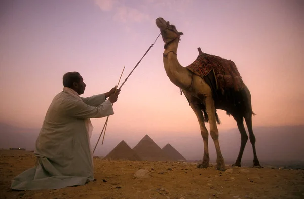 Бедуинов Верблюдом Перед Пирамидами Гиза Недалеко Города Каира Столице Египта — стоковое фото