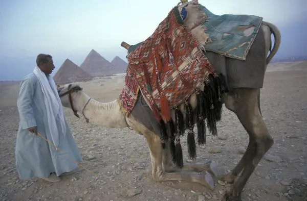 Beduino Con Cammello Fronte Piramidi Giza Vicino Alla Città Del — Foto Stock