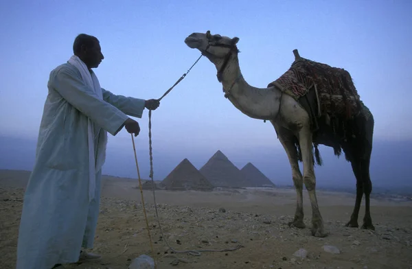 Ein Beduinenmann Mit Einem Kamel Vor Den Pyramiden Von Giza — Stockfoto