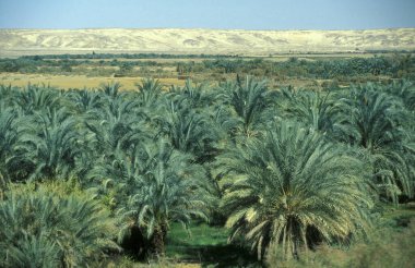 Kuzey Afrika 'daki Lybian veya batı Mısır Çölü' ndeki Bahariya Oasisi 'ndeki Tarih Plantasyonu' ndaki Palmiye Ağaçları 'na çıkıyor. Mısır, Bahariya, Mart 2000