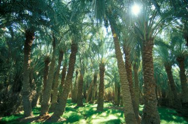 Kuzey Afrika 'daki Lybian veya batı Mısır Çölü' ndeki Bahariya Oasisi 'ndeki Tarih Plantasyonu' ndaki Palmiye Ağaçları 'na çıkıyor. Mısır, Bahariya, Mart 2000