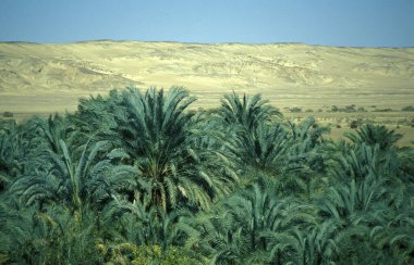 Kuzey Afrika 'daki Lybian veya batı Mısır Çölü' ndeki Bahariya Oasisi 'ndeki Tarih Plantasyonu' ndaki Palmiye Ağaçları 'na çıkıyor. Mısır, Bahariya, Mart 2000