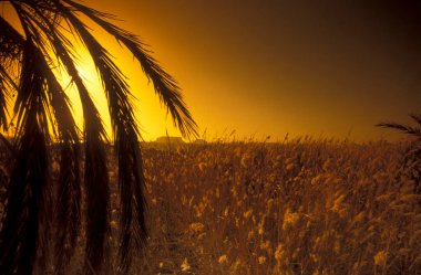 Kuzey Afrika 'daki Lybian veya batı Mısır Çölü' ndeki Bahariya Oasisi 'ndeki Tarih Plantasyonu' ndaki Palmiye Ağaçları 'na çıkıyor. Mısır, Bahariya, Mart 2000