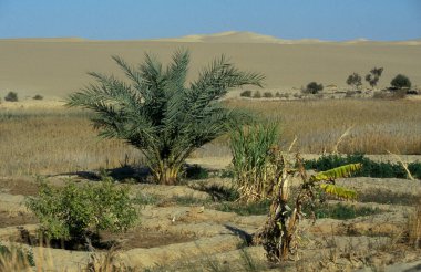 Kuzey Afrika 'daki Lybian veya batı Mısır Çölü' ndeki Bahariya Oasisi 'ndeki Tarih Plantasyonu' ndaki Palmiye Ağaçları 'na çıkıyor. Mısır, Bahariya, Mart 2000