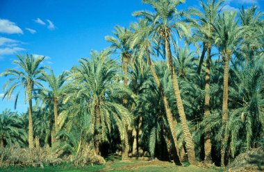 Kuzey Afrika 'daki Lybian veya batı Mısır Çölü' ndeki Bahariya Oasisi 'ndeki Tarih Plantasyonu' ndaki Palmiye Ağaçları 'na çıkıyor. Mısır, Bahariya, Mart 2000