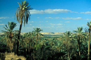 Kuzey Afrika 'daki Lybian veya batı Mısır Çölü' ndeki Bahariya Oasisi 'ndeki Tarih Plantasyonu' ndaki Palmiye Ağaçları 'na çıkıyor. Mısır, Bahariya, Mart 2000