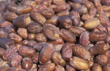 Kuzey Afrika 'daki Libya veya batı Mısır Çölü' ndeki Bahariya vahasında bulunan bir tarih çiftliğinde. Mısır, Bahariya, Mart 2000