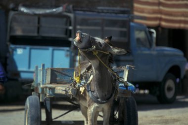 Kuzey Afrika 'nın Libya' daki eski Siwa Köyü 'ndeki Gıda Pazarı' ndaki Eşek. Mısır, Siwa, Mart 2000