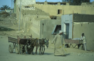 Kuzey Afrika 'nın Libya' daki eski Siwa Köyü 'ndeki Gıda Pazarı' ndaki Eşek. Mısır, Siwa, Mart 2000