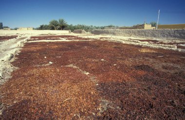 Kuzey Afrika 'nın Libya' daki eski Siwa Köyü 'nde ya da Mısır' ın doğu çölündeki bir çiftlikte tarihler kuruyor. Mısır, Siwa, Mart 2000